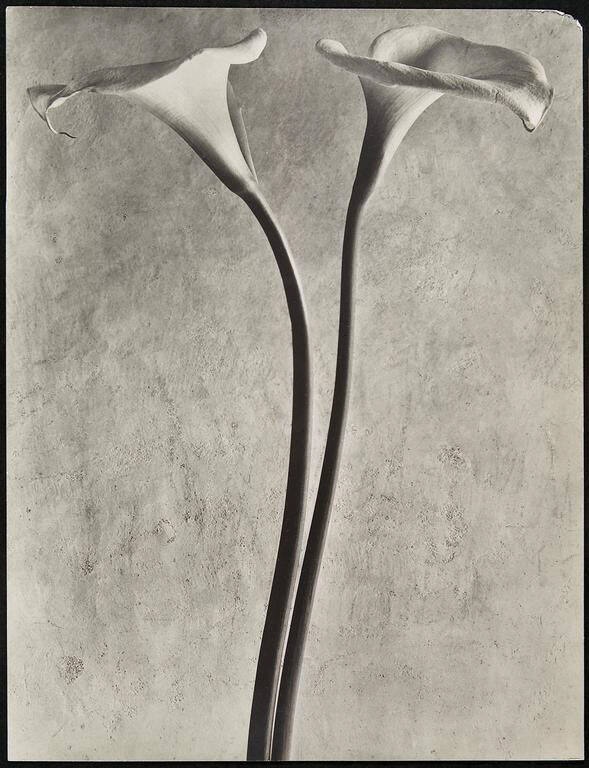 Calla Lilies