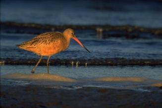 Marbled Godwit, Tokeland Marina, WA.