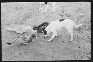 Dogs and cats eating together. Photo by Russell Lee, 1939.